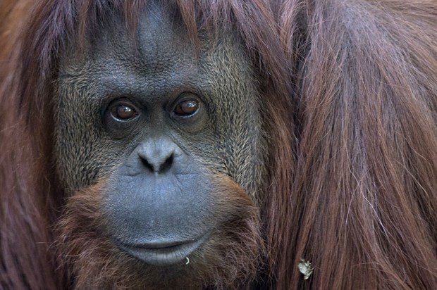 Argentina Orangutan Freedom