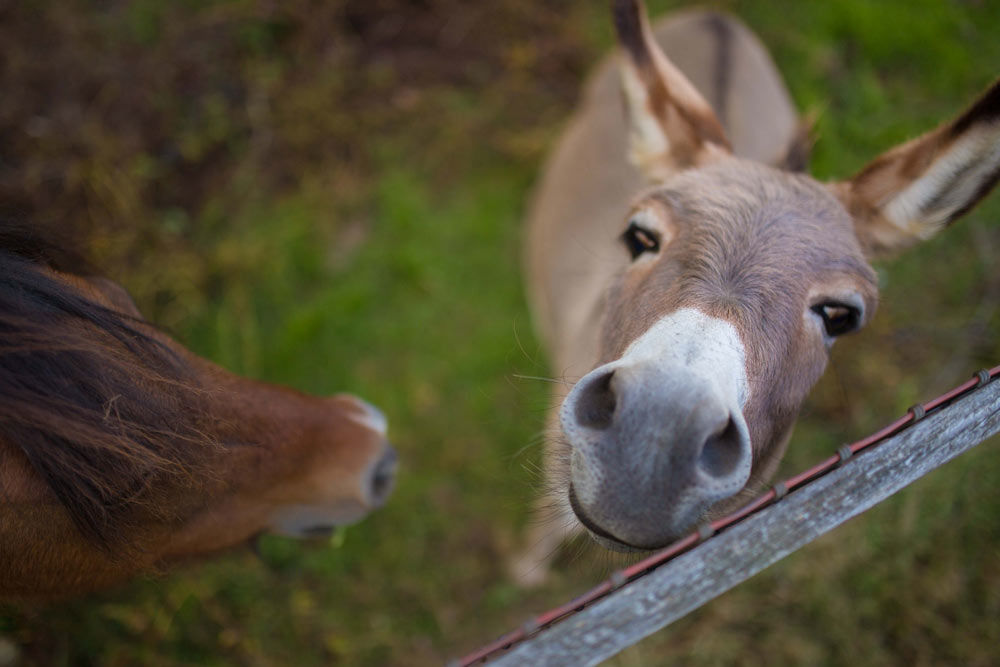 CHENOA: an amazing sanctuary & learning experience