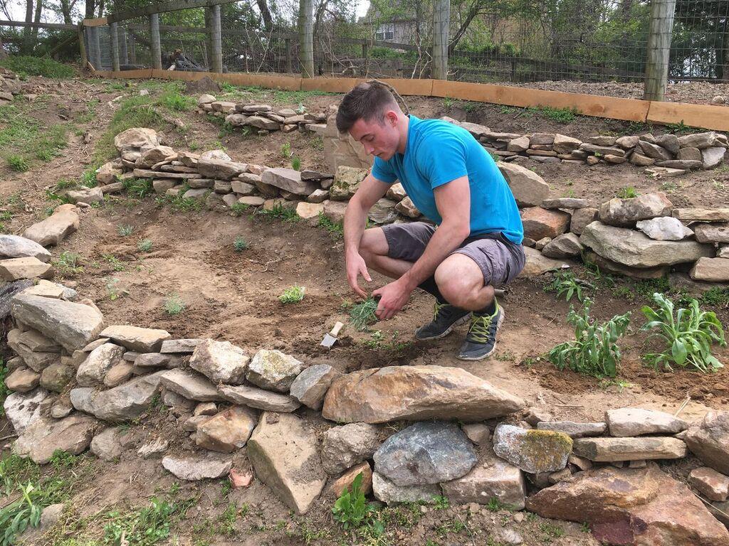 Anthony planting lavender